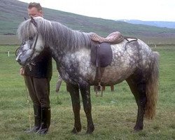 stallion Faxi frá Reykjum (Iceland Horse, 1961, from Stjarni frá Hafsteinsstöðum)