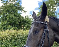 jumper Arys (Trakehner, 2016, from Donauabend)