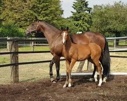 dressage horse Dora Deluxe (Rhinelander, 2018, from Don Deluxe)