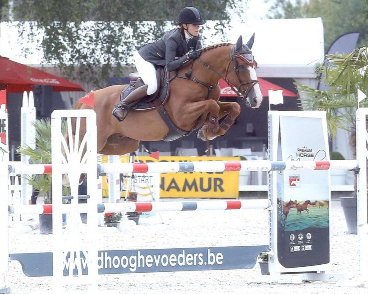 jumper Lexicon van het Steentje (Belgian Warmblood, 2011, from Bamako de Muze)