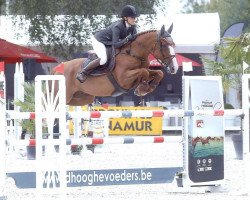 Springpferd Lexicon van het Steentje (Belgisches Warmblut, 2011, von Bamako de Muze)