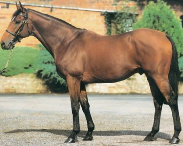 stallion Tejano Run xx (Thoroughbred, 1992, from Tejano xx)