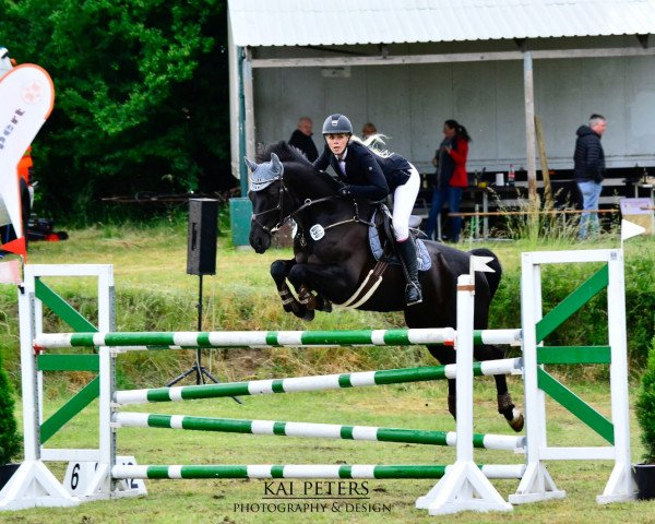 jumper Condengo (German Sport Horse, 2011, from Convoi)