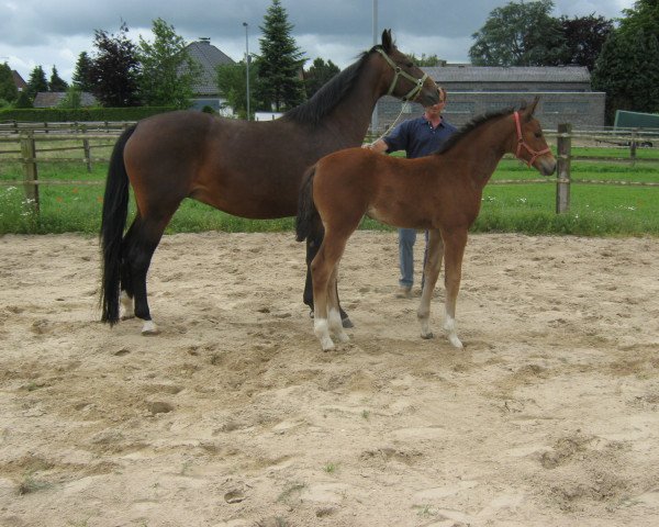 broodmare Fandora MR (Rhinelander, 2010, from Fürst Romancier)