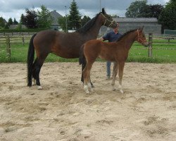 broodmare Fandora MR (Rhinelander, 2010, from Fürst Romancier)