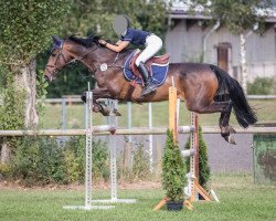 jumper Carlos R 3 (Holsteiner, 2008, from Indoctro)