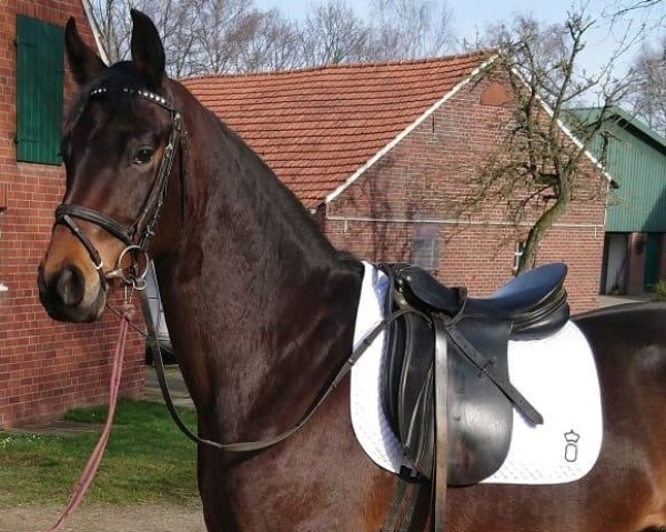 dressage horse Dantino R (Rhinelander, 2016, from Dante Weltino Old)