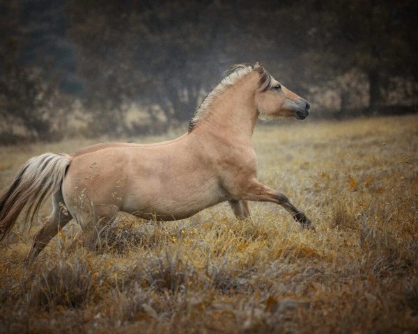 broodmare Petty Peppermint (Fjord Horse, 2010, from Hover)