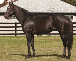 stallion Court Vision xx (Thoroughbred, 2005, from Gulch xx)