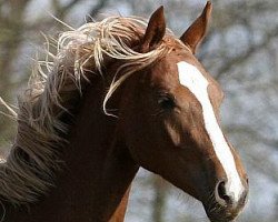 dressage horse Quäntchen Glück SB (Hanoverian, 2018, from Quantensprung 3)