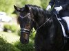 Dressurpferd Darrantino (Hannoveraner, 2003, von Dressage Royal)