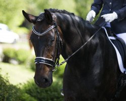 Dressurpferd Darrantino (Hannoveraner, 2003, von Dressage Royal)