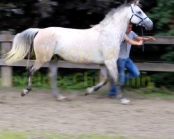 Zuchtstute Elchinni van de Flandria (Belgisches Warmblut, 2004, von Chin Chin)