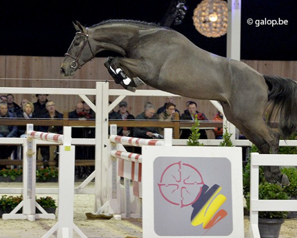 Springpferd Milo vd Bisschop (Belgisches Warmblut, 2012, von Stakkato)