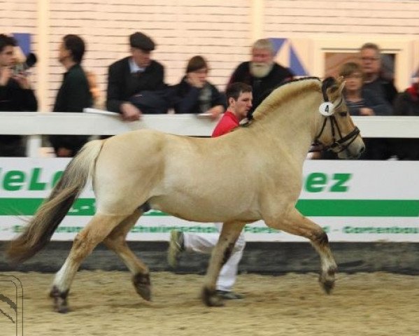 stallion Daim (Fjord Horse, 2012, from Damar)