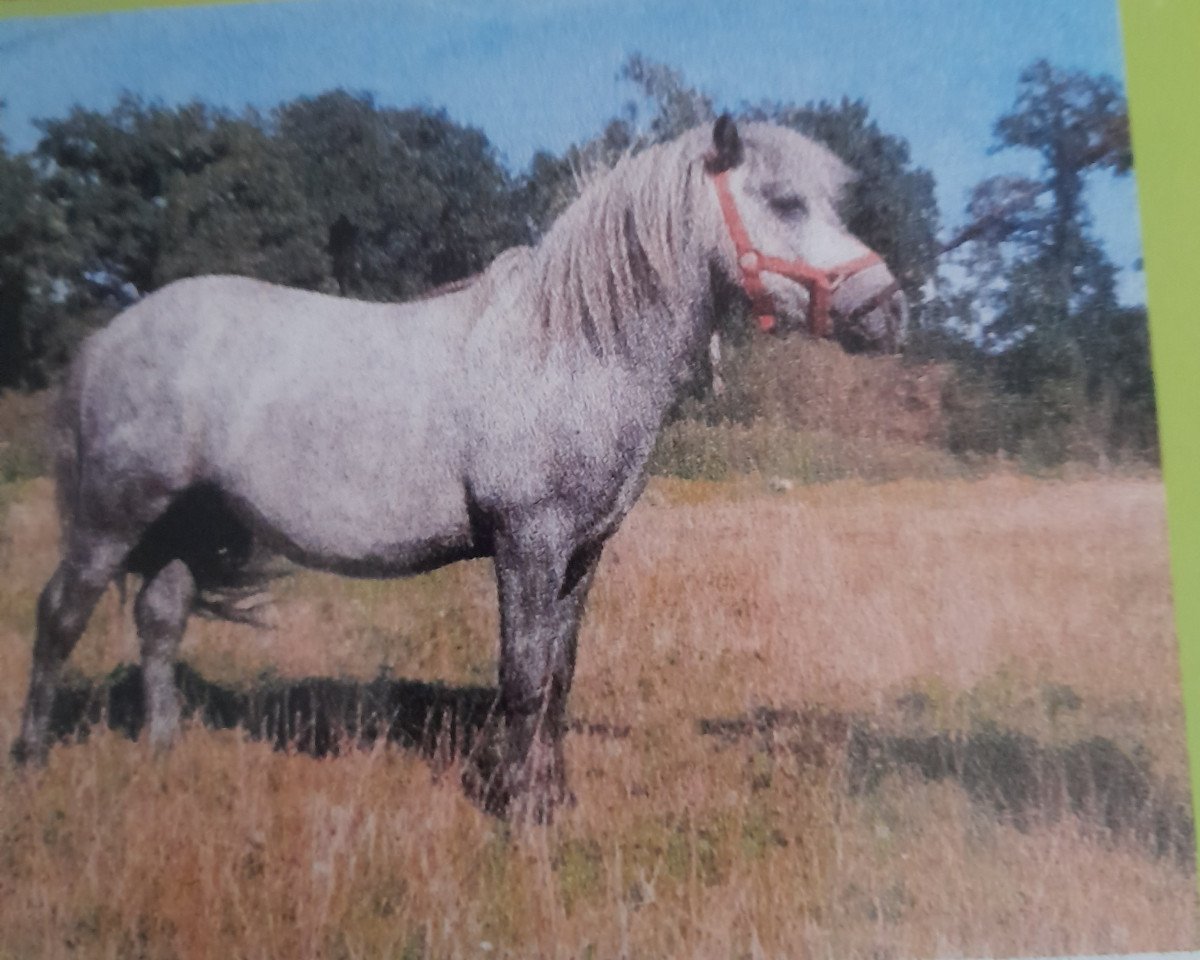 horse Vector v. Beemden's Courage (Shetland Pony, 2004, from Luxor van Jeestebeck)