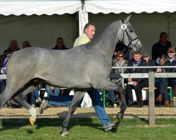 stallion Cascalido (Hanoverian, 2011, from Castino 4)
