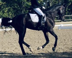 dressage horse Fiyero (Oldenburg, 2015, from For Romance I)