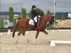 dressage horse Quanteras 2 (German Sport Horse, 2008, from Quaterback)