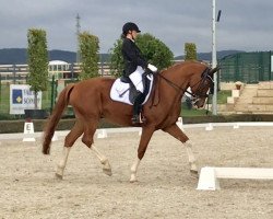 dressage horse Quanteras 2 (German Sport Horse, 2008, from Quaterback)