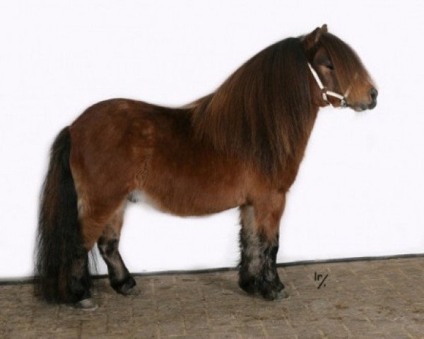 Deckhengst Ulster van Stal de Noorderkempen (Shetland Pony (unter 87 cm),  , von Leandro van Stal Brammelo)