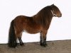 Pferd Ulster van Stal de Noorderkempen (Shetland Pony (unter 87 cm),  , von Leandro van Stal Brammelo)