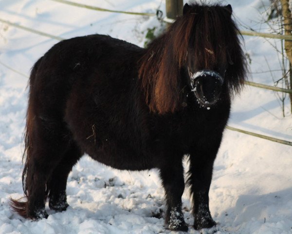 broodmare Anemone v. Stal Dilewinne (Shetland pony (under 87 cm), 2007, from Justus van Kort Ambacht)