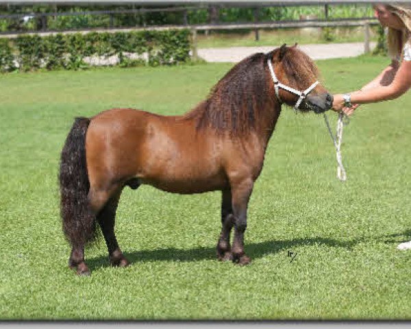 Pferd Burgemeester of Riverdance (Shetland Pony (unter 87 cm),  , von Ulster van Stal de Noorderkempen)
