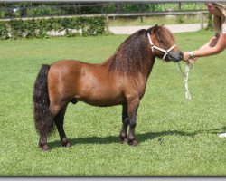 stallion Burgemeester of Riverdance (Shetland pony (under 87 cm),  , from Ulster van Stal de Noorderkempen)