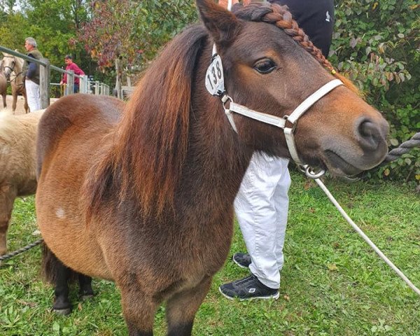 Zuchtstute HES Abigail (Shetland Pony (unter 87 cm), 2014, von Burgemeester of Riverdance)