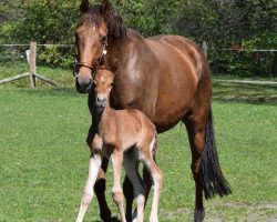 broodmare Roxi Divina (Hanoverian, 2014, from Glock's Romanov)