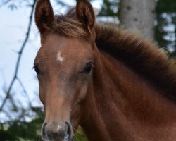 Dressurpferd Bentley (Oldenburger, 2019, von Baron)