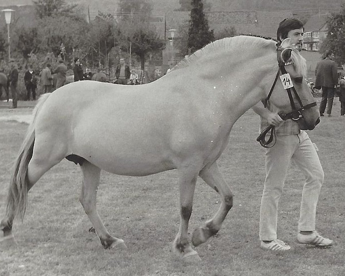 Zuchtstute Adelheid (Fjordpferd, 1965, von Leikar F 46)