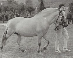 broodmare Adelheid (Fjord Horse, 1965, from Leikar F 46)