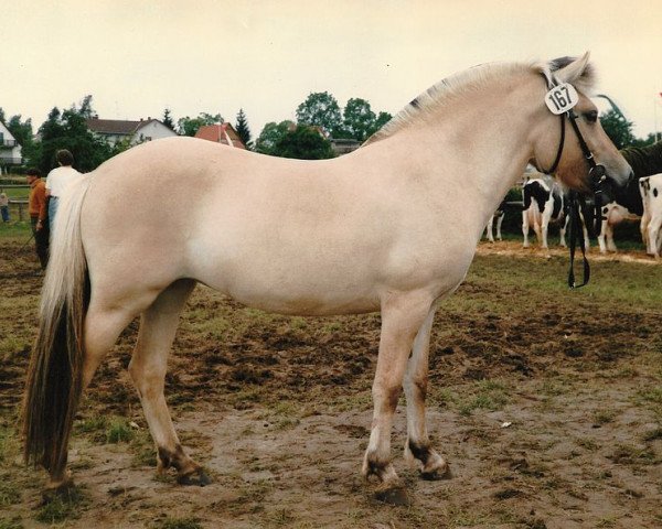 broodmare Alenka (Fjord Horse, 1988, from Heino F 78)