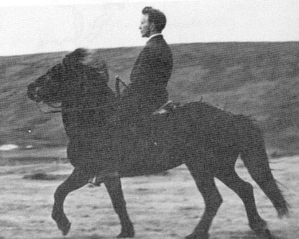 stallion Þjalfi frá Kirkjubæ (Iceland Horse, 1956, from Randver frá Svaðastöðum frá Kirkjubæ)