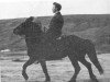 stallion Þjalfi frá Kirkjubæ (Iceland Horse, 1956, from Randver frá Svaðastöðum frá Kirkjubæ)