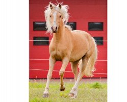 horse Mad Max (German Riding Pony, 2016, from White Moor Mikis)