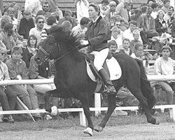 stallion Skuggi frá Bjarnastöðum (Iceland Horse, 1979, from Fafnir fra Laugarvatni)