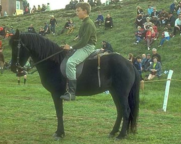 Zuchtstute Nös frá Egilsstöðum (Islandpferd, 1952, von Raudur fra Hjaltabakka)