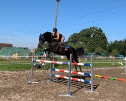 broodmare Caudalie (Oldenburg show jumper, 2012, from Cassini 10)