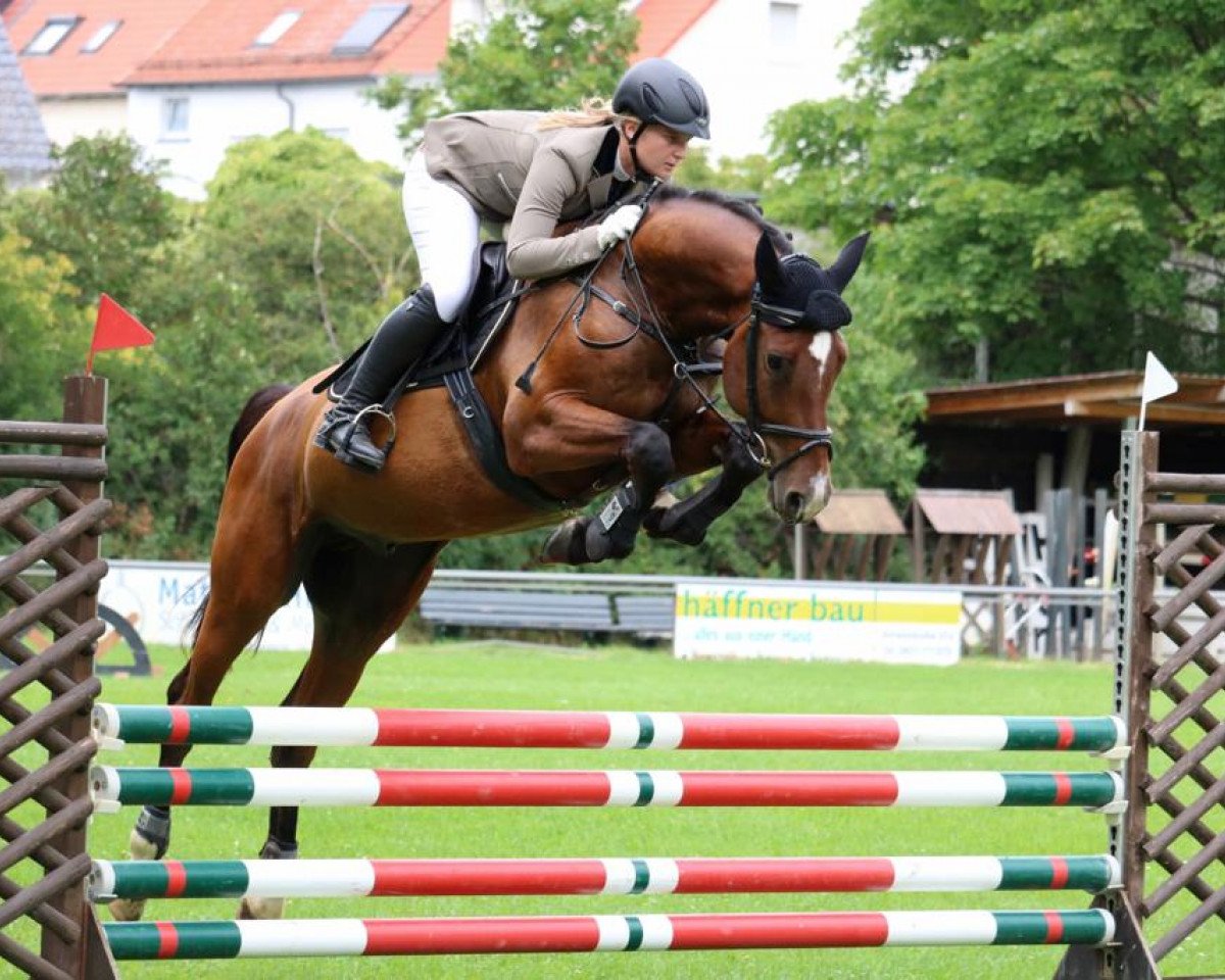 jumper Ce Le Coeur (German Sport Horse, 2014, from Coronet d'Honneur)