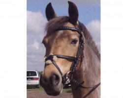 dressage horse Starpower Jule (Deutsches Reitpony, 2004, from Chamberlain)