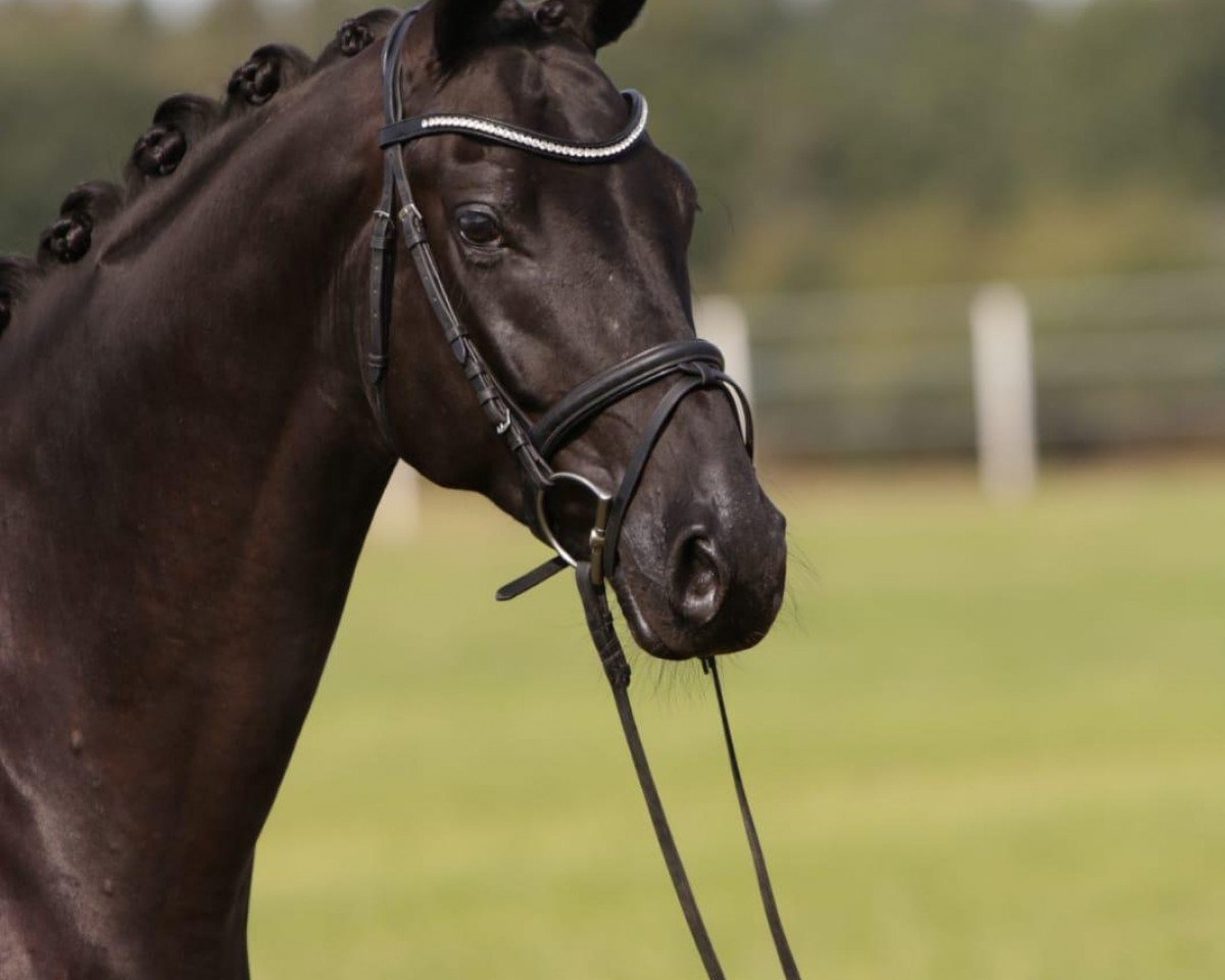Dressurpferd Faunus 16 (Oldenburger, 2015, von Finest)