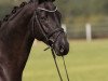 dressage horse Faunus 16 (Oldenburg, 2015, from Finest)