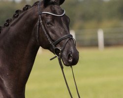 dressage horse Faunus 16 (Oldenburg, 2015, from Finest)