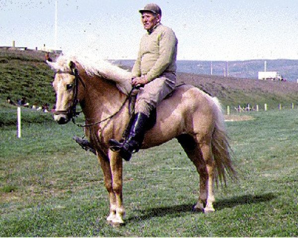 Deckhengst Krapi frá Egilsstaðabæ (Islandpferd, 1968, von Glófaxi frá Ketilsstöðum)