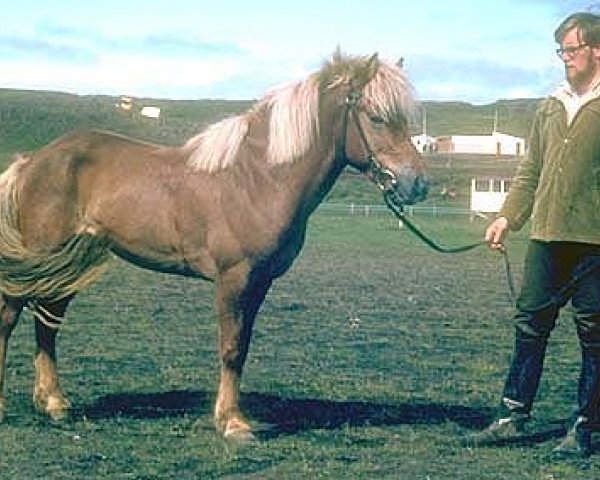 Deckhengst Núpur frá Dalasýslu (Islandpferd, 1967, von Hrímnir frá Saursstöðum)