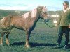 stallion Núpur frá Dalasýslu (Iceland Horse, 1967, from Hrímnir frá Saursstöðum)