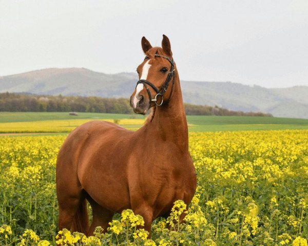 dressage horse Valuna (German Riding Pony, 2011, from Viscount)